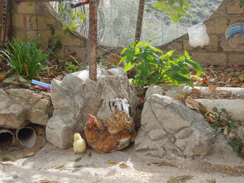 El Rincon De Carmen Guest House Rute Luaran gambar